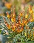 Mahonia Volcano (1)8
